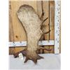 Image 6 : 16.8 Lbs Big Self Standing Alaskan Moose Shed Antler