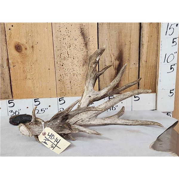 Big Gnarly Nontypical Texas Whitetail Shed Antler
