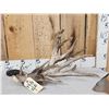Image 1 : Big Gnarly Nontypical Texas Whitetail Shed Antler