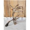 Image 3 : Big Gnarly Nontypical Texas Whitetail Shed Antler