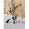 Image 4 : Big Gnarly Nontypical Texas Whitetail Shed Antler