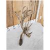 Image 6 : Big Gnarly Nontypical Texas Whitetail Shed Antler