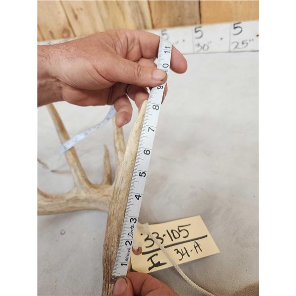 Main Frame 5x5 Whitetail Shed Antlers