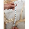 Image 2 : Main Frame 5x5 Whitetail Shed Antlers