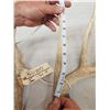 Image 3 : Main Frame 5x5 Whitetail Shed Antlers