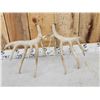 Image 4 : Main Frame 5x5 Whitetail Shed Antlers