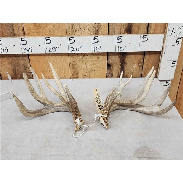 Cool Set Of Double Main Beam Whitetail Shed Antlers