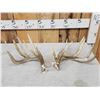 Image 1 : Cool Set Of Double Main Beam Whitetail Shed Antlers
