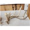 Image 2 : Cool Set Of Double Main Beam Whitetail Shed Antlers