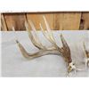 Image 3 : Cool Set Of Double Main Beam Whitetail Shed Antlers
