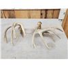 Image 4 : Cool Set Of Double Main Beam Whitetail Shed Antlers
