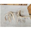 Image 5 : Cool Set Of Double Main Beam Whitetail Shed Antlers