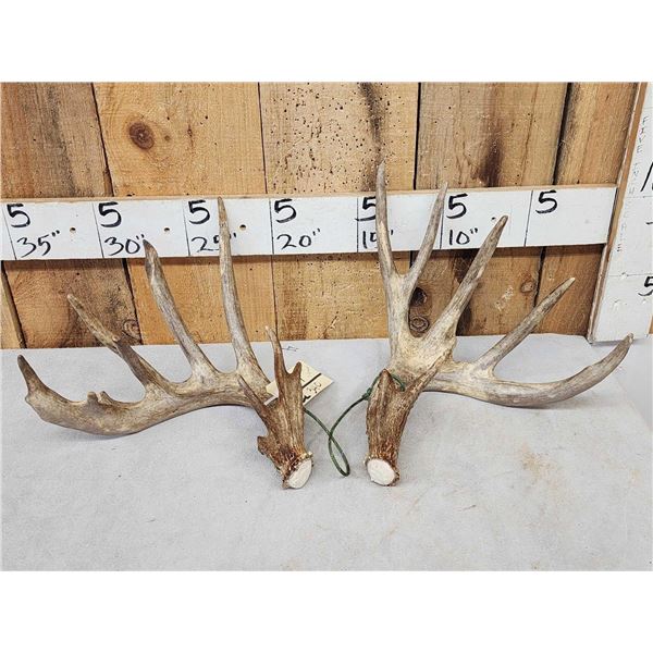 Set Of 194" Whitetail Shed Antlers