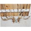 Image 1 : Set Of 194" Whitetail Shed Antlers