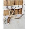 Image 3 : Set Of 194" Whitetail Shed Antlers