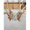 Image 4 : Set Of 194" Whitetail Shed Antlers