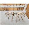 Image 5 : Set Of 194" Whitetail Shed Antlers
