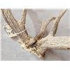 Image 10 : Rare Set Of Shared Pedicle Whitetail Shed Antlers