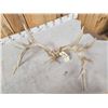 Image 11 : Rare Set Of Shared Pedicle Whitetail Shed Antlers