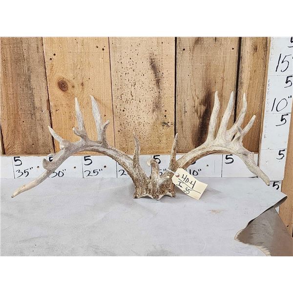 Rare Set Of Shared Pedicle Whitetail Shed Antlers