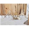 Image 1 : Rare Set Of Shared Pedicle Whitetail Shed Antlers