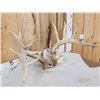 Image 2 : Rare Set Of Shared Pedicle Whitetail Shed Antlers
