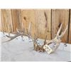 Image 3 : Rare Set Of Shared Pedicle Whitetail Shed Antlers