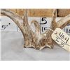 Image 4 : Rare Set Of Shared Pedicle Whitetail Shed Antlers