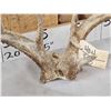 Image 5 : Rare Set Of Shared Pedicle Whitetail Shed Antlers