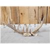 Image 6 : Rare Set Of Shared Pedicle Whitetail Shed Antlers