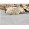 Image 7 : Rare Set Of Shared Pedicle Whitetail Shed Antlers