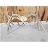 Image 8 : Rare Set Of Shared Pedicle Whitetail Shed Antlers