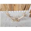 Image 9 : Rare Set Of Shared Pedicle Whitetail Shed Antlers