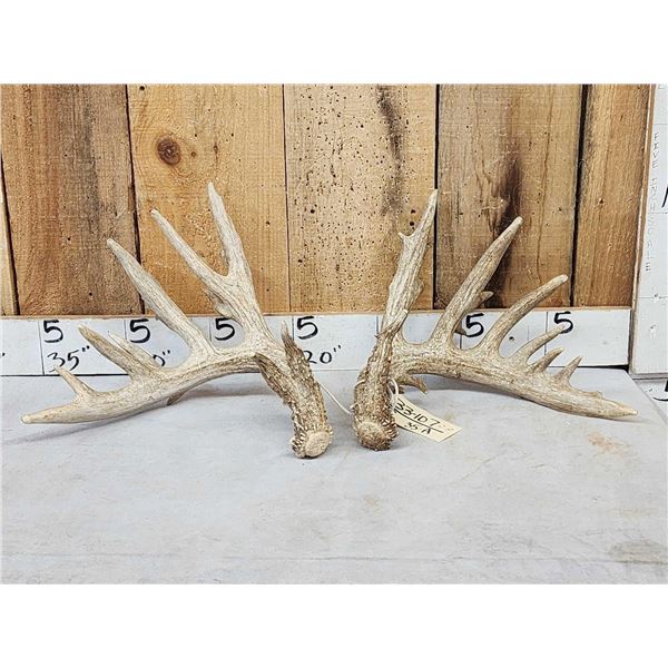 Heavy Mass Main Frame 6x7 Whitetail Shed Antlers