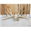 Image 1 : Heavy Mass Main Frame 6x7 Whitetail Shed Antlers
