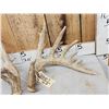 Image 2 : Heavy Mass Main Frame 6x7 Whitetail Shed Antlers