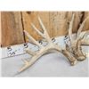 Image 3 : Heavy Mass Main Frame 6x7 Whitetail Shed Antlers