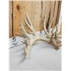Image 4 : Heavy Mass Main Frame 6x7 Whitetail Shed Antlers