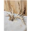 Image 5 : Heavy Mass Main Frame 6x7 Whitetail Shed Antlers