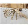 Image 7 : Heavy Mass Main Frame 6x7 Whitetail Shed Antlers