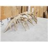 Image 8 : Heavy Mass Main Frame 6x7 Whitetail Shed Antlers