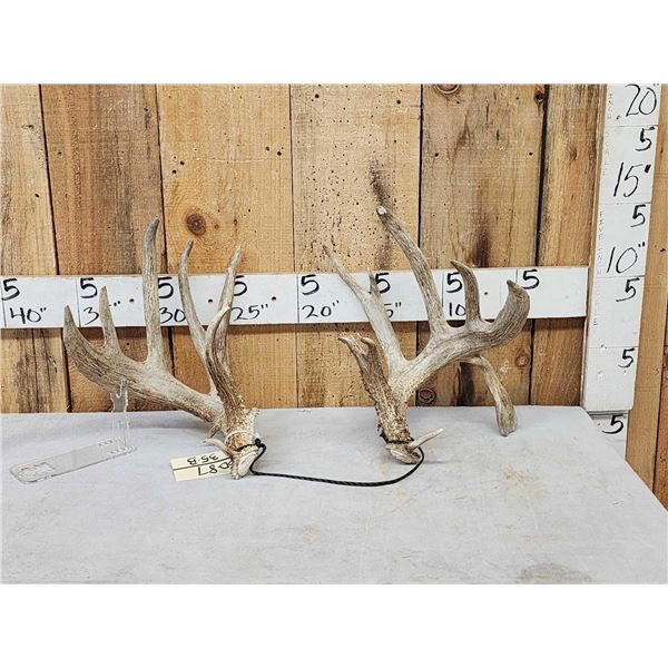 Set Of Main Frame 5x5 Whitetail Shed Antlers