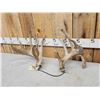Image 2 : Set Of Main Frame 5x5 Whitetail Shed Antlers