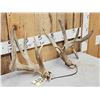 Image 3 : Set Of Main Frame 5x5 Whitetail Shed Antlers