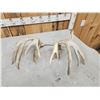 Image 4 : Set Of Main Frame 5x5 Whitetail Shed Antlers