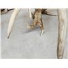 Image 5 : Set Of Main Frame 5x5 Whitetail Shed Antlers
