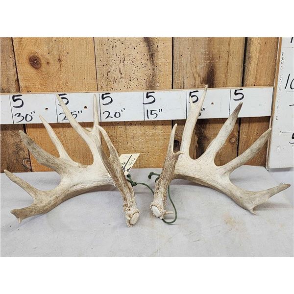 Set Of 200" Whitetail Shed Antlers