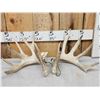 Image 1 : Set Of 200" Whitetail Shed Antlers