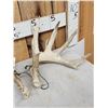 Image 2 : Set Of 200" Whitetail Shed Antlers