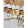 Image 3 : Set Of 200" Whitetail Shed Antlers